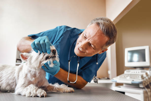 Best Emergency Care for Gum Disease in Sweetser, IN